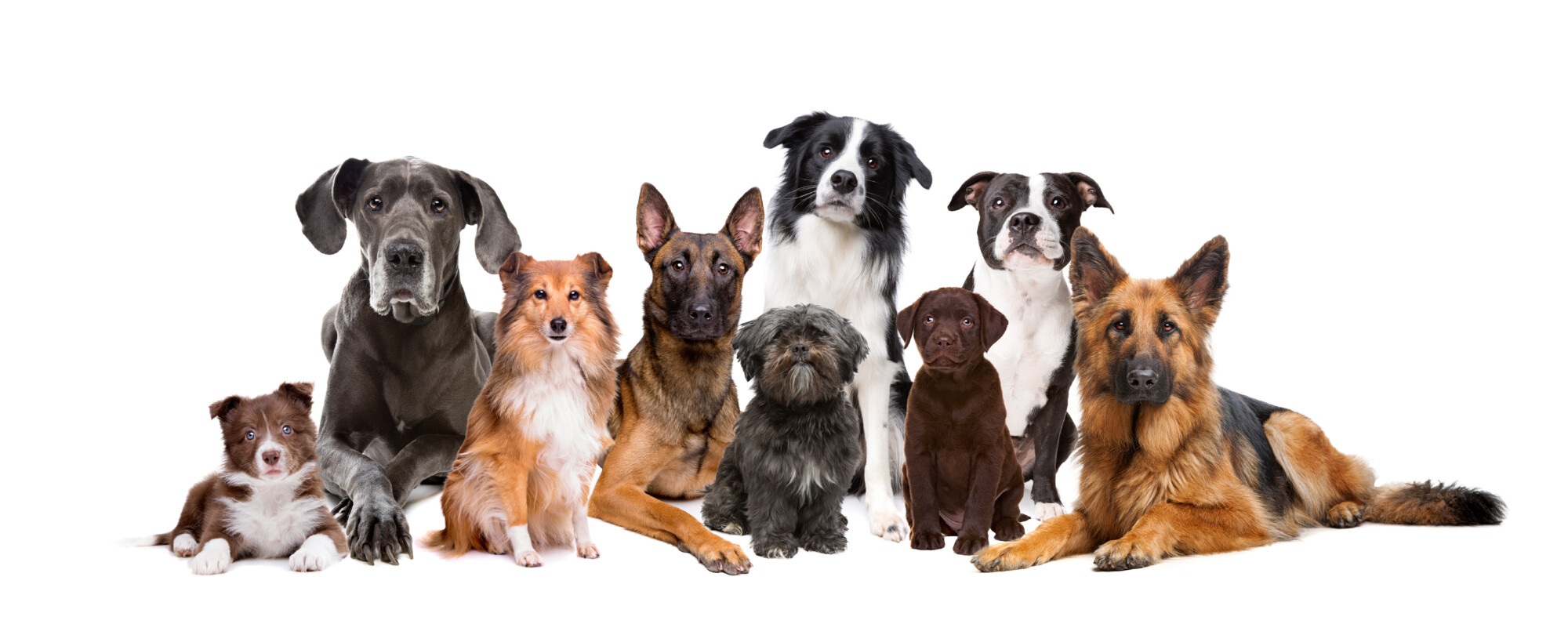Dogdit.com รวมโรงแรมรีสอร์ทสุนัขพักได้ บรีดเดอร์ผู้เพาะเลี้ยงสุนัข ฟาร์มสุนัข คลีนิคโรงพยาบาลสัตวแพทย์ ร้านอุปกรณ์ สินค้า สัตว์เลี้ยง ซื้อขายสุนัข ค้นหาได้ 77 จังหวัดทั่วไทย.