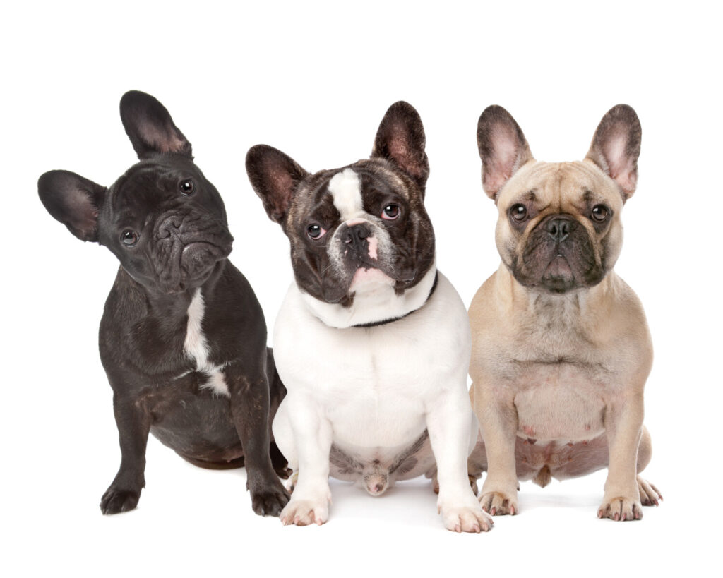Dogdit.com รวมโรงแรมรีสอร์ทสุนัขพักได้ บรีดเดอร์ผู้เพาะเลี้ยงสุนัข ฟาร์มสุนัข คลีนิคโรงพยาบาลสัตวแพทย์ ร้านอุปกรณ์ สินค้า สัตว์เลี้ยง ซื้อขายสุนัข ค้นหาได้ 77 จังหวัดทั่วไทย.