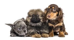 Dogdit.com รวมโรงแรมรีสอร์ทสุนัขพักได้ บรีดเดอร์ผู้เพาะเลี้ยงสุนัข ฟาร์มสุนัข คลีนิคโรงพยาบาลสัตวแพทย์ ร้านอุปกรณ์ สินค้า สัตว์เลี้ยง ซื้อขายสุนัข ค้นหาได้ 77 จังหวัดทั่วไทย.